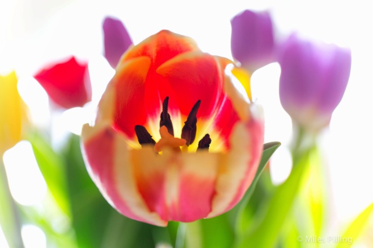 Mindfulness of tulips